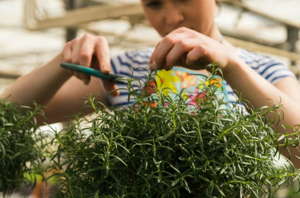 Oleander, Zitrusbäume, Zypressen: Bringen Farbe und Struktur